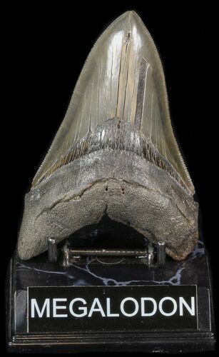 Serrated, Fossil Megalodon Tooth - South Carolina #41613